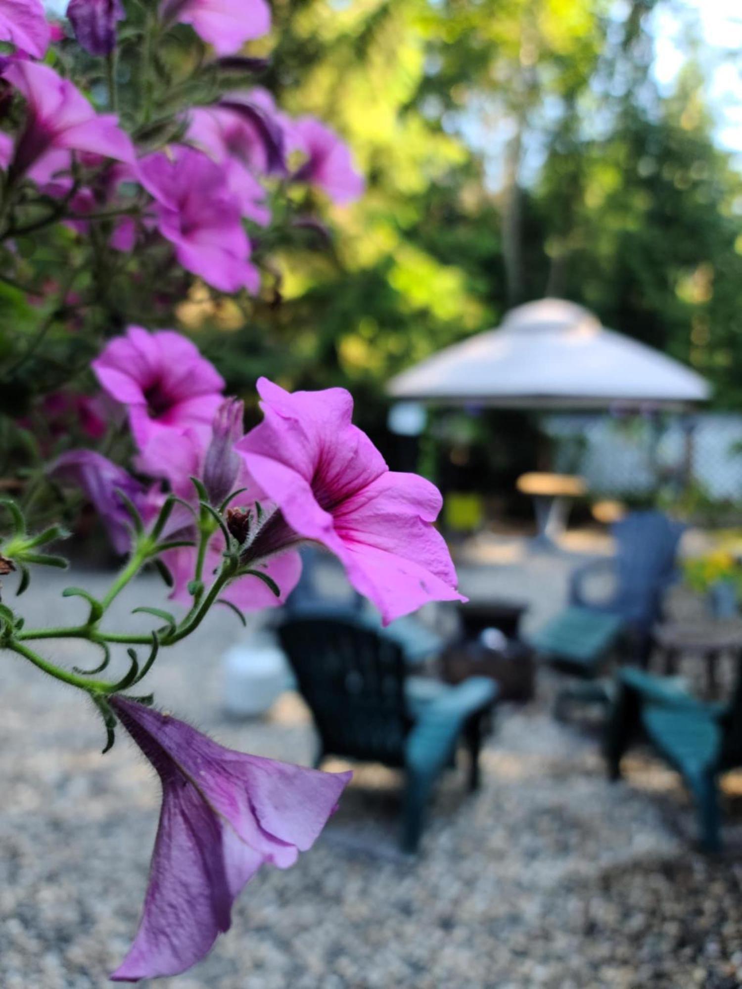 Grizzly Paw B&B Clearwater Exterior foto